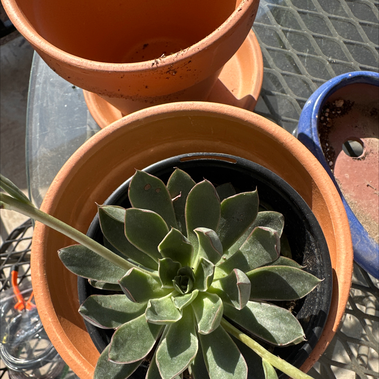 Photo of the plant species Alita by @Toptokki named Gomez on Greg, the plant care app