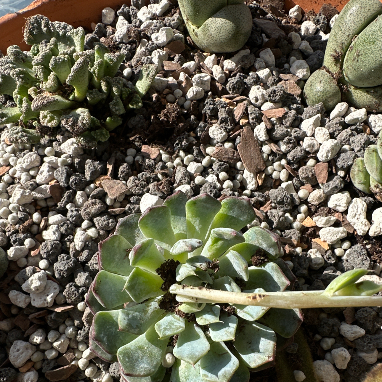 Photo of the plant species Echeveria 'Happy™' by @Toptokki named Sahara on Greg, the plant care app