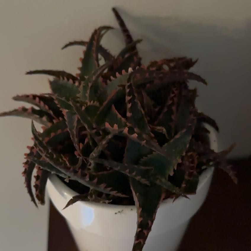 Photo of the plant species Aloe 'Lavender Star' by @GemTozzia16 named Rainier on Greg, the plant care app