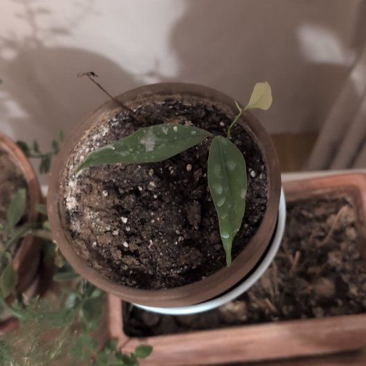 Photo of the plant species Lychee by @KeyAlula82 named Messi on Greg, the plant care app