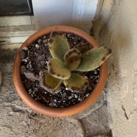 Photo of the plant species Kalanchoe 'Teddy Bear' by @SharpCatgrass31 named Persephone on Greg, the plant care app