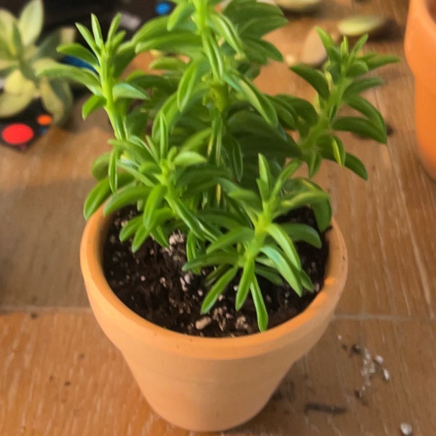Photo of the plant species Taco Plant by @SharpCatgrass31 named Taco on Greg, the plant care app