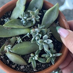 Photo of the plant species Peach by @SharpCatgrass31 named Lil’ Peach on Greg, the plant care app