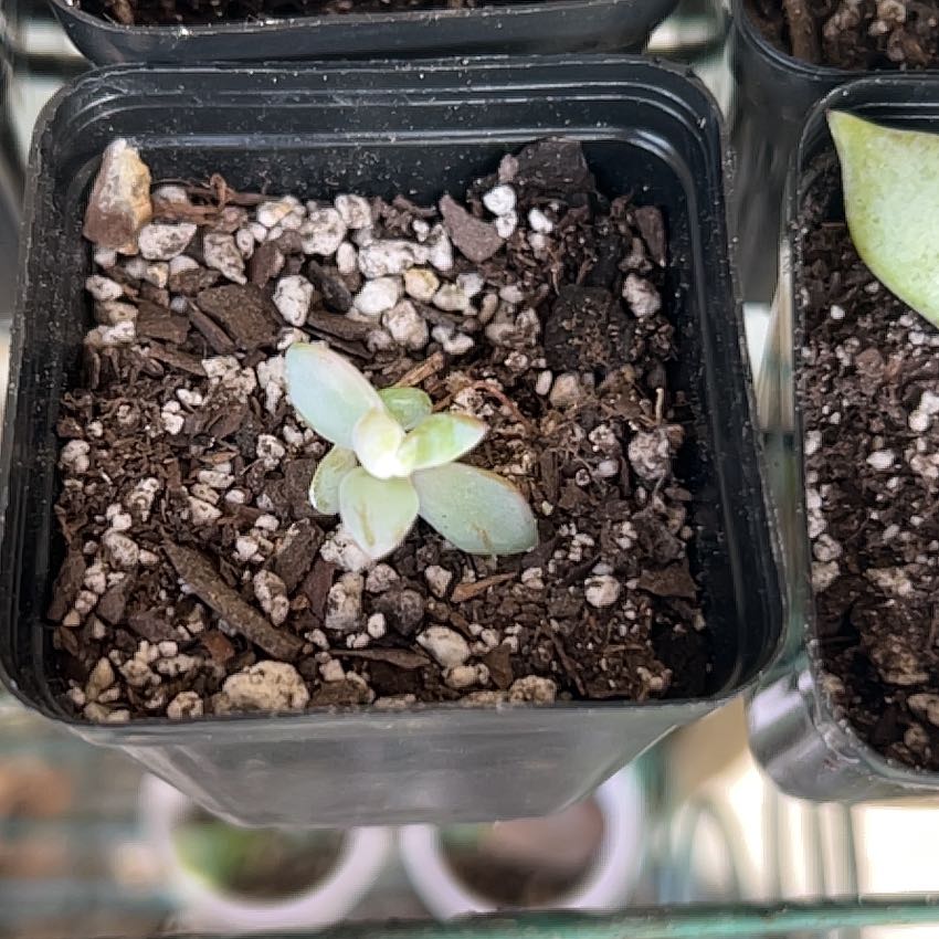 Photo of the plant species Graptoveria 'Debbie' by @SharpCatgrass31 named Debs on Greg, the plant care app
