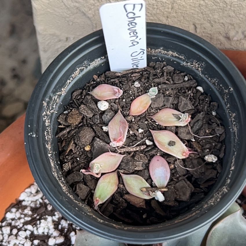 Photo of the plant species Echeveria 'Silver Queen' by @SharpCatgrass31 named Queen Babes on Greg, the plant care app