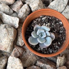Photo of the plant species Graptoveria 'Debbie' by @SharpCatgrass31 named Dee on Greg, the plant care app