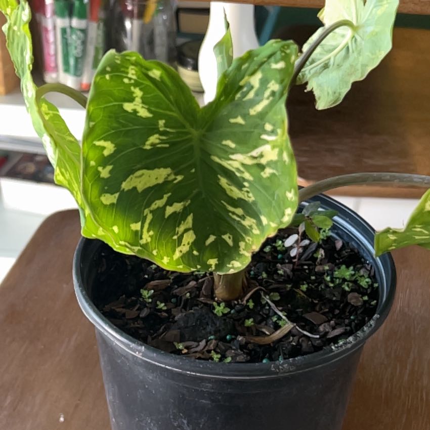 Photo of the plant species Alocasia by @SharpCatgrass31 named Cassia on Greg, the plant care app