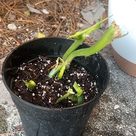 Photo of the plant species Philodendron Burle Marx by @SharpCatgrass31 named MarxPh on Greg, the plant care app