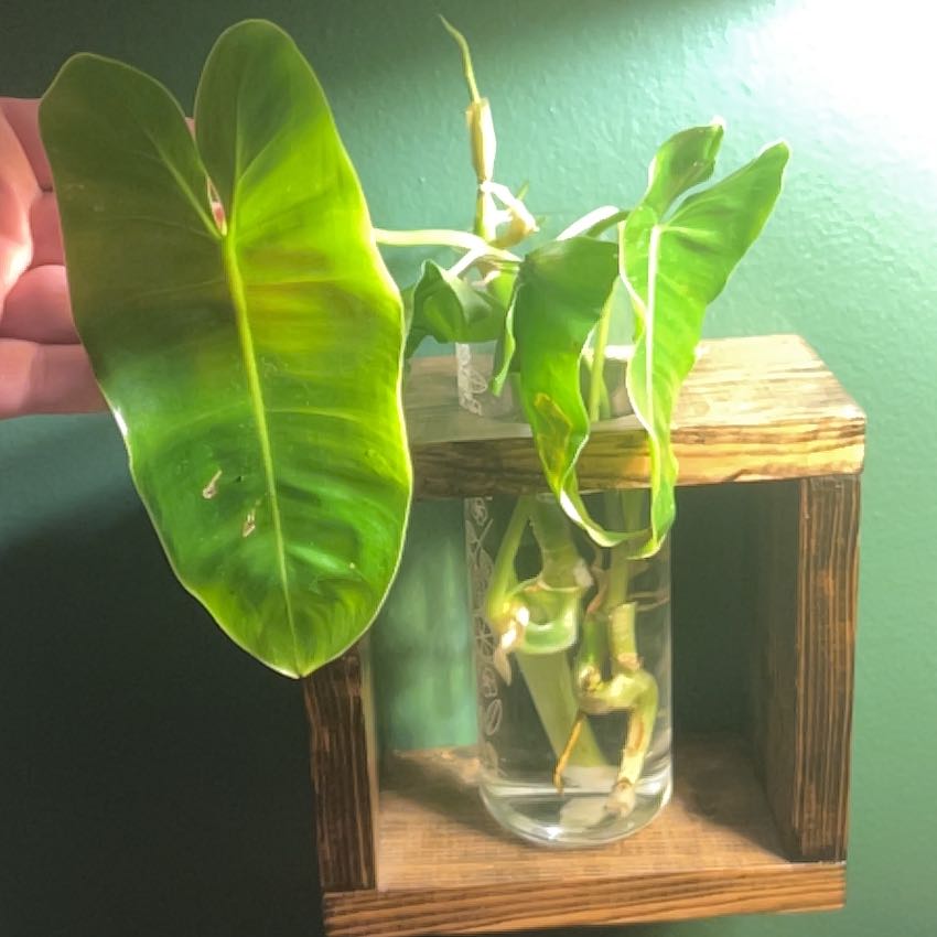 Photo of the plant species Philodendron Burle Marx by @SharpCatgrass31 named Terra on Greg, the plant care app