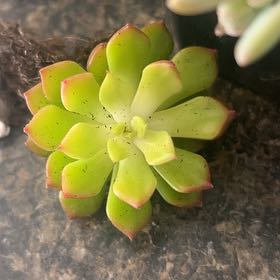 Photo of the plant species Sedeveria 'Letizia' by @SharpCatgrass31 named Letizia on Greg, the plant care app