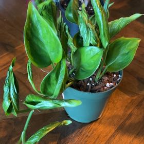 Photo of the plant species Pothos 'Shangri La' by @SharpCatgrass31 named Shangri La on Greg, the plant care app
