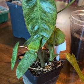 Photo of the plant species Philodendron by @SharpCatgrass31 named Peter Pariso on Greg, the plant care app
