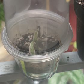 Photo of the plant species Syngonium Starlite by @SharpCatgrass31 named Starlite on Greg, the plant care app