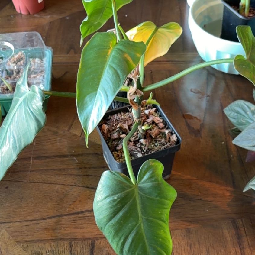 Photo of the plant species Philodendron Verigated Domesticum by @SharpCatgrass31 named Domie on Greg, the plant care app