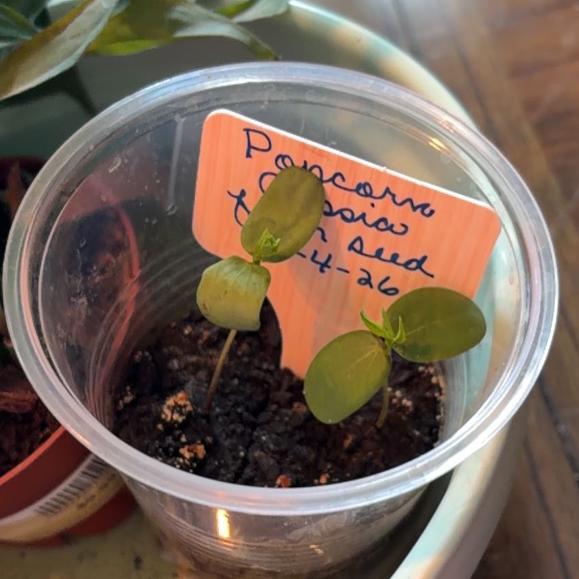 Photo of the plant species Sicklepod by @SharpCatgrass31 named Popcorn on Greg, the plant care app