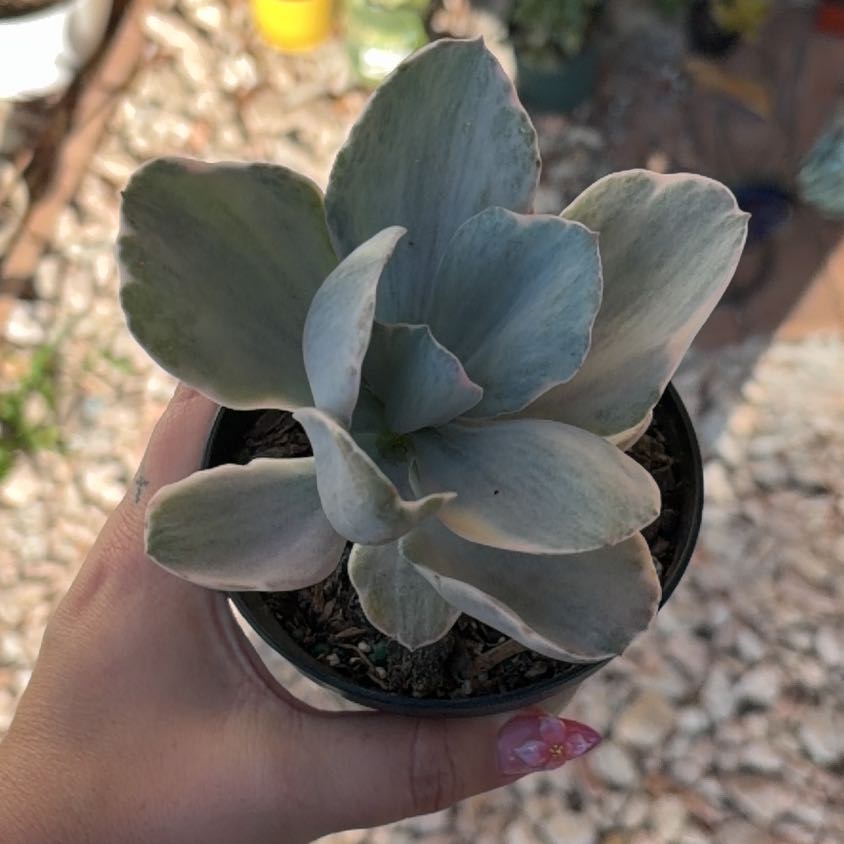 Photo of the plant species Echeveria Decora Variegata by @SharpCatgrass31 named Decora on Greg, the plant care app