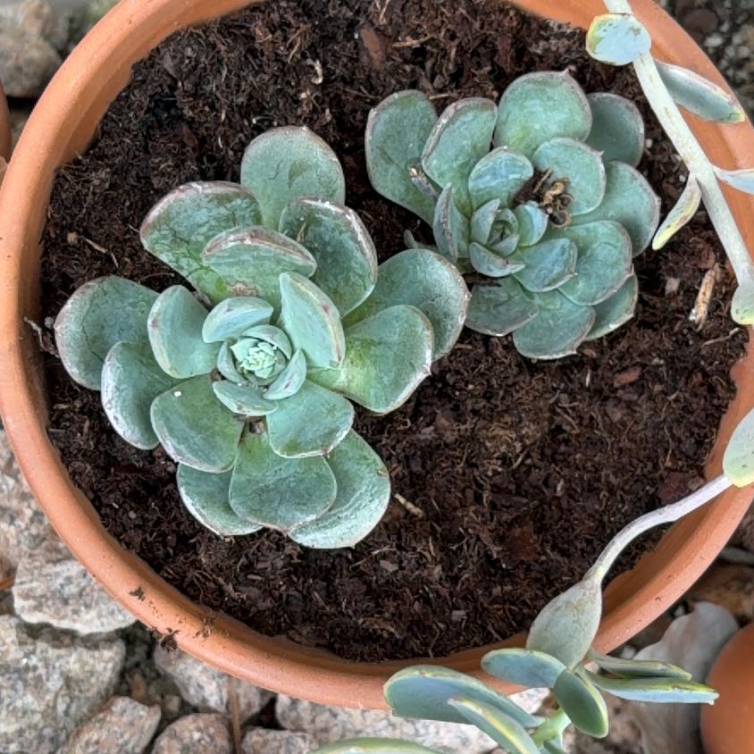 Photo of the plant species Echeveria Blue Topaz by @SharpCatgrass31 named Sherlock on Greg, the plant care app