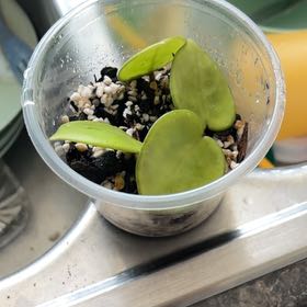Photo of the plant species Chelsea Hoya by @SharpCatgrass31 named Achilles on Greg, the plant care app