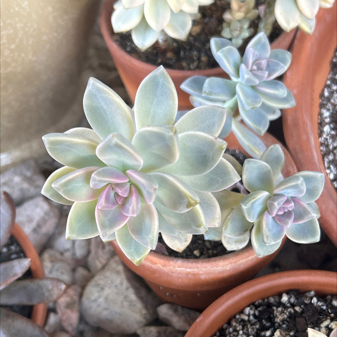 Photo of the plant species Graptosedum Ghosty by @SharpCatgrass31 named Marley on Greg, the plant care app
