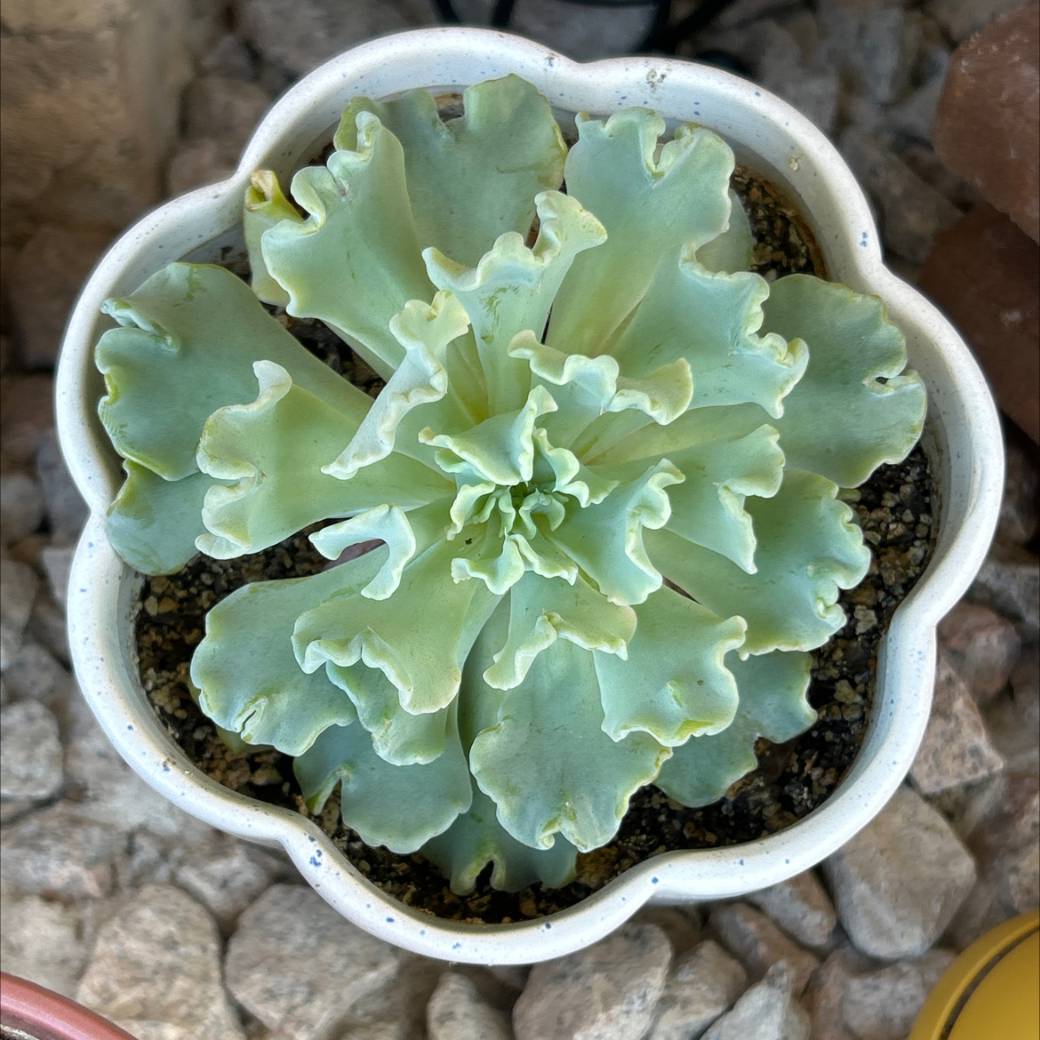 Photo of the plant species Echeveria 'Arctic Lace' by @SharpCatgrass31 named Diana on Greg, the plant care app