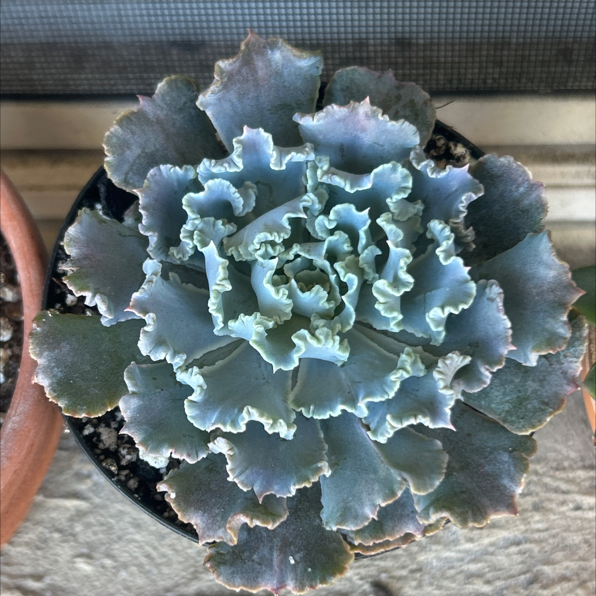 Photo of the plant species Echeveria 'Blue Curls' by @SharpCatgrass31 named Rosea on Greg, the plant care app