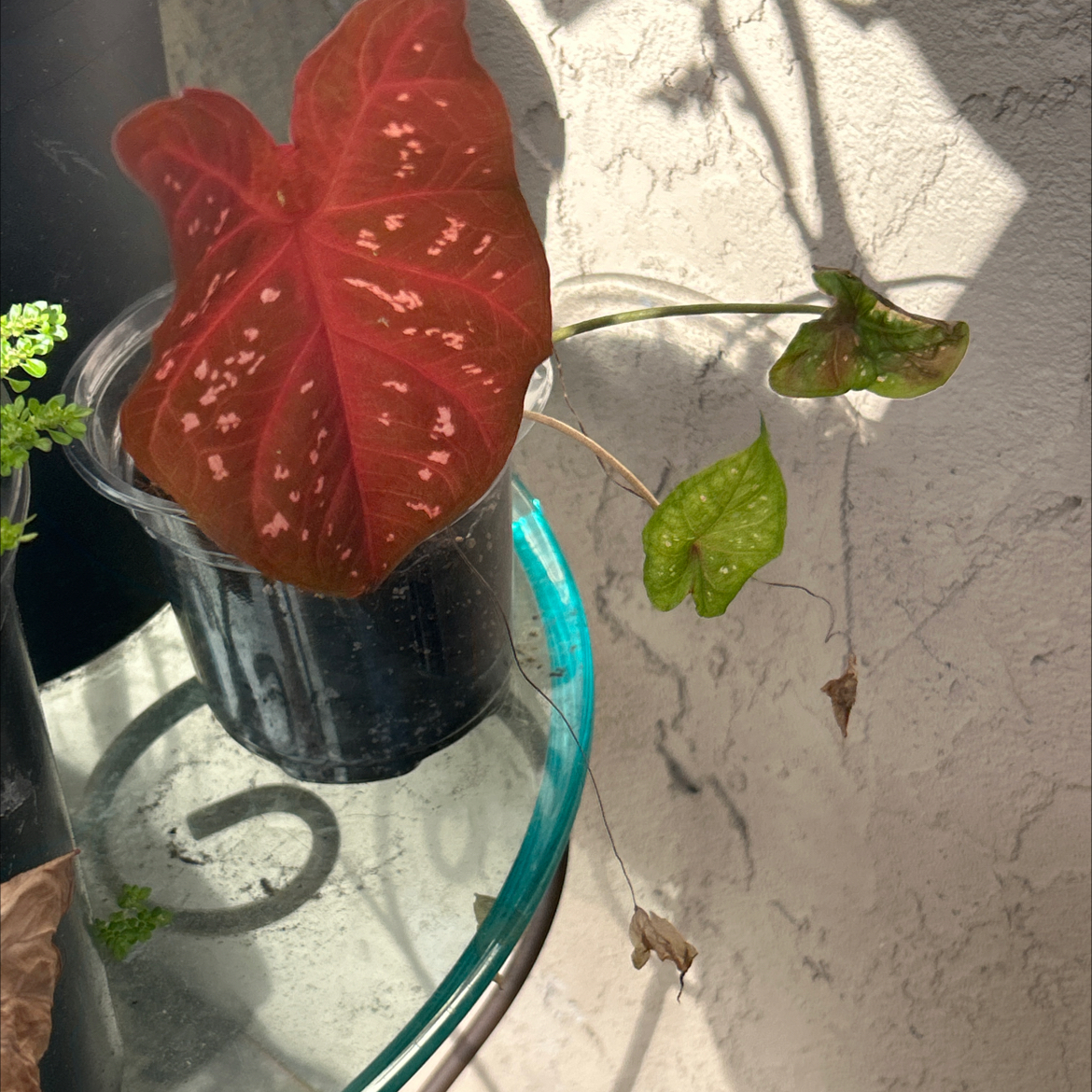 Photo of the plant species Caladium Burning Heart by @SharpCatgrass31 named Gabagool on Greg, the plant care app