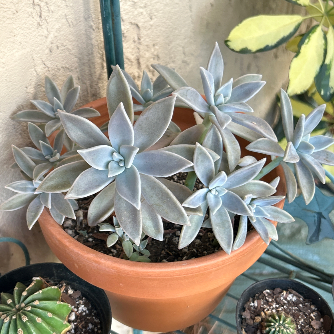 Photo of the plant species Peach by @SharpCatgrass31 named Peaches on Greg, the plant care app
