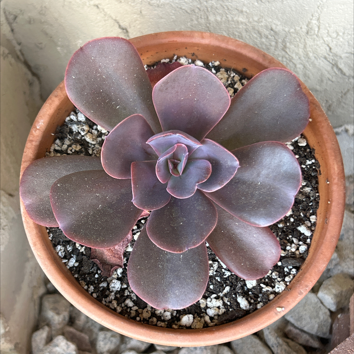 Photo of the plant species Echeveria 'Hortencia' by @SharpCatgrass31 named Horten on Greg, the plant care app