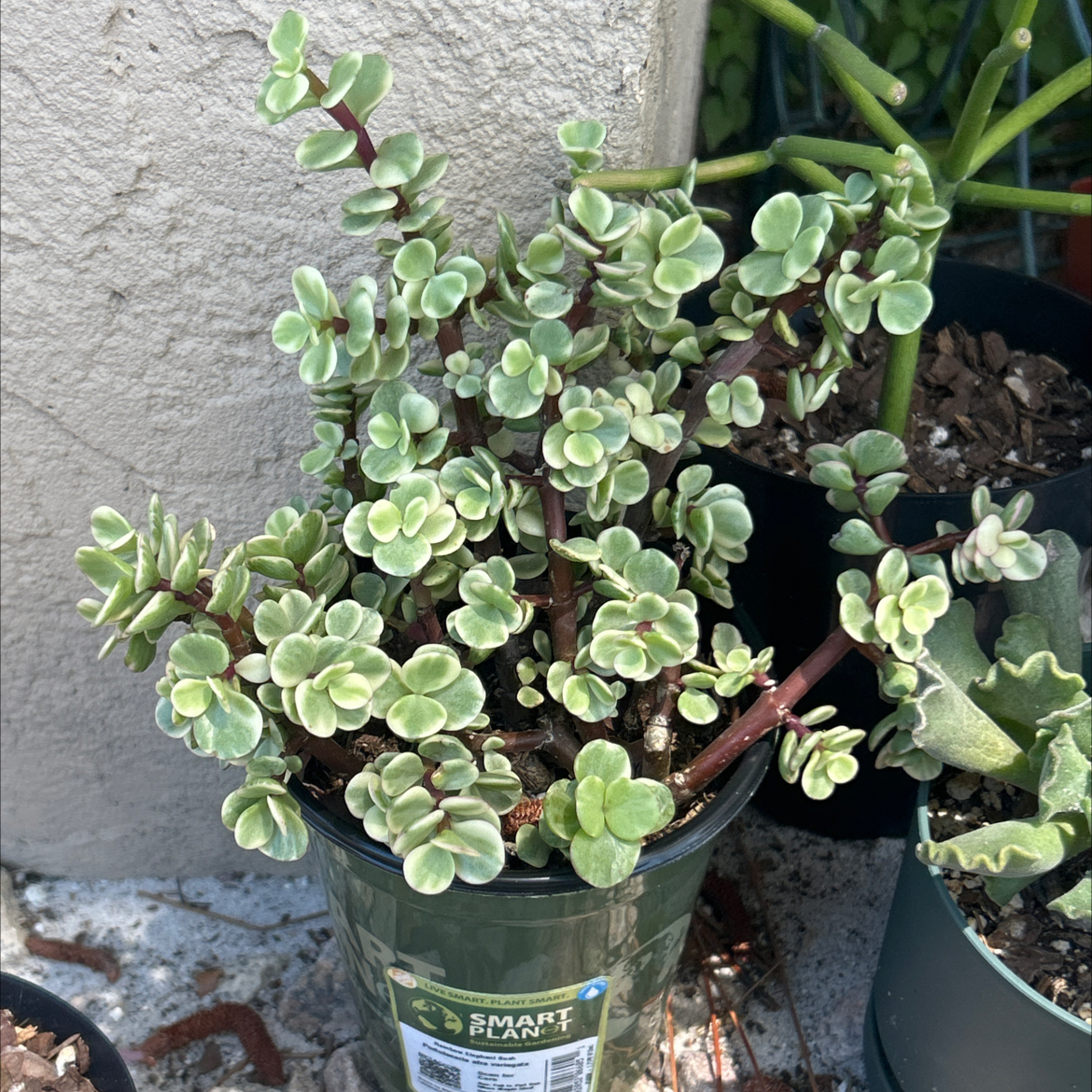 Photo of the plant species Rainbow Bush by @SharpCatgrass31 named Rainy on Greg, the plant care app