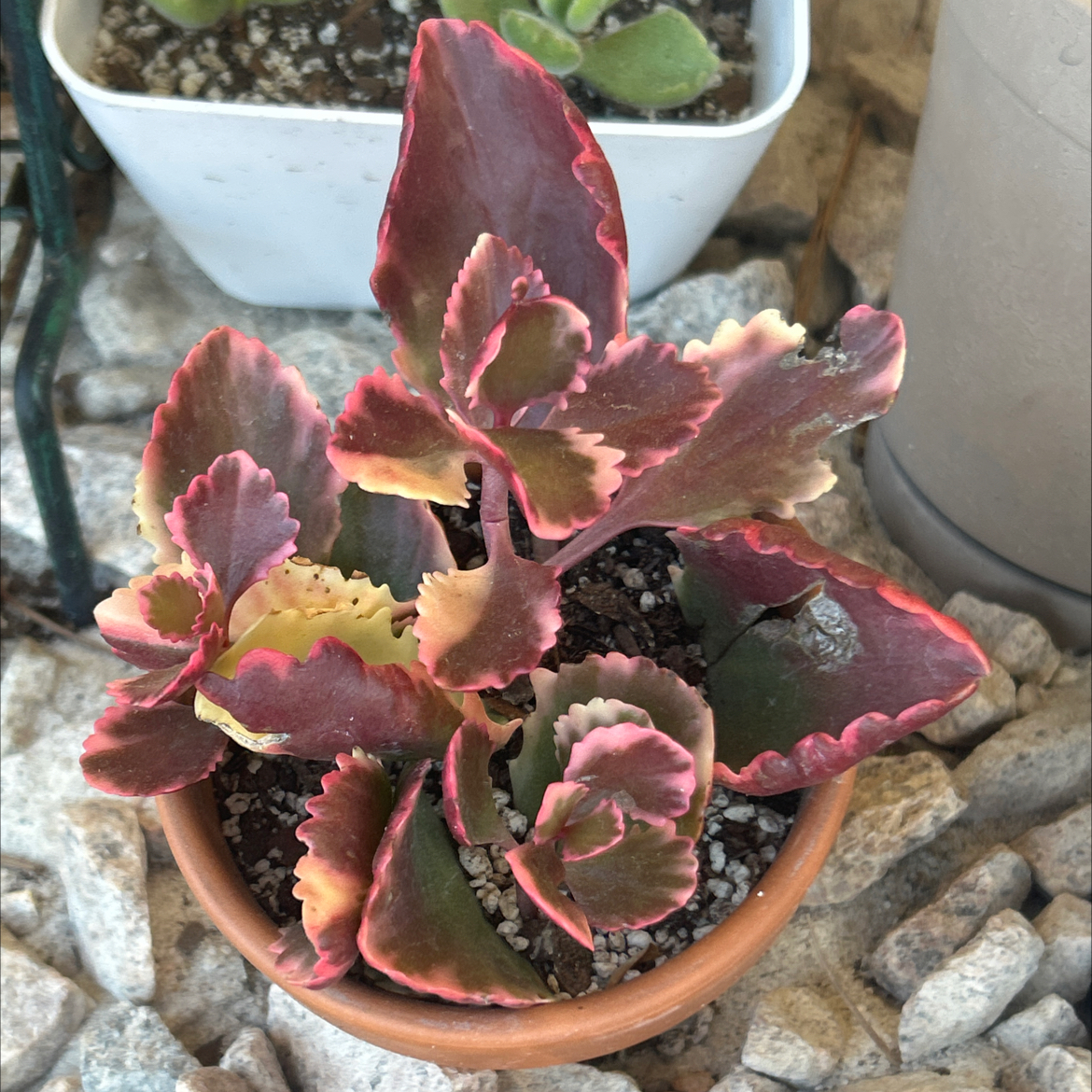 Photo of the plant species Kalanchoe 'Fire Rainbow' by @SharpCatgrass31 named Fire Rainbow on Greg, the plant care app