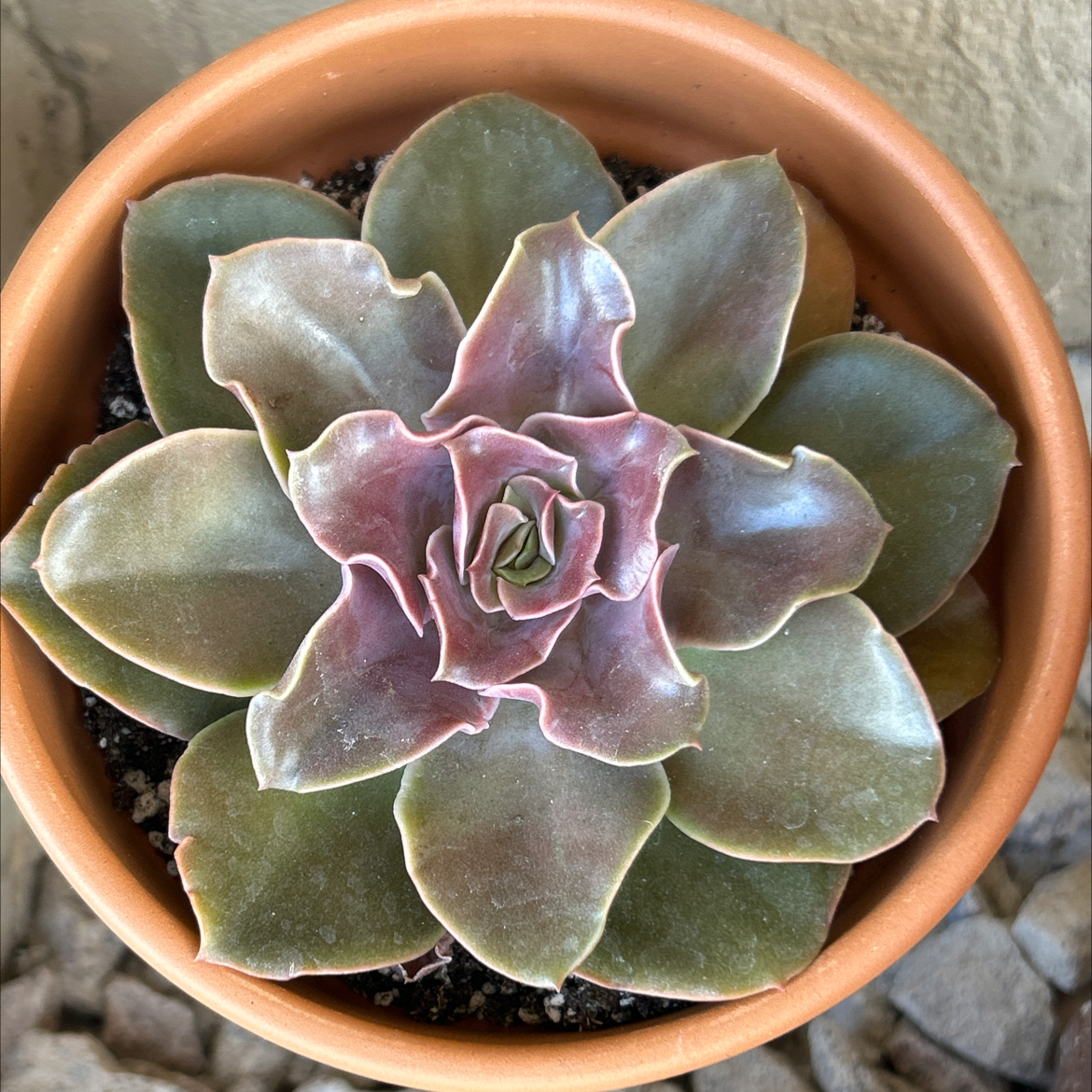Photo of the plant species Echeveria 'Fireglow' by @SharpCatgrass31 named Starfire on Greg, the plant care app