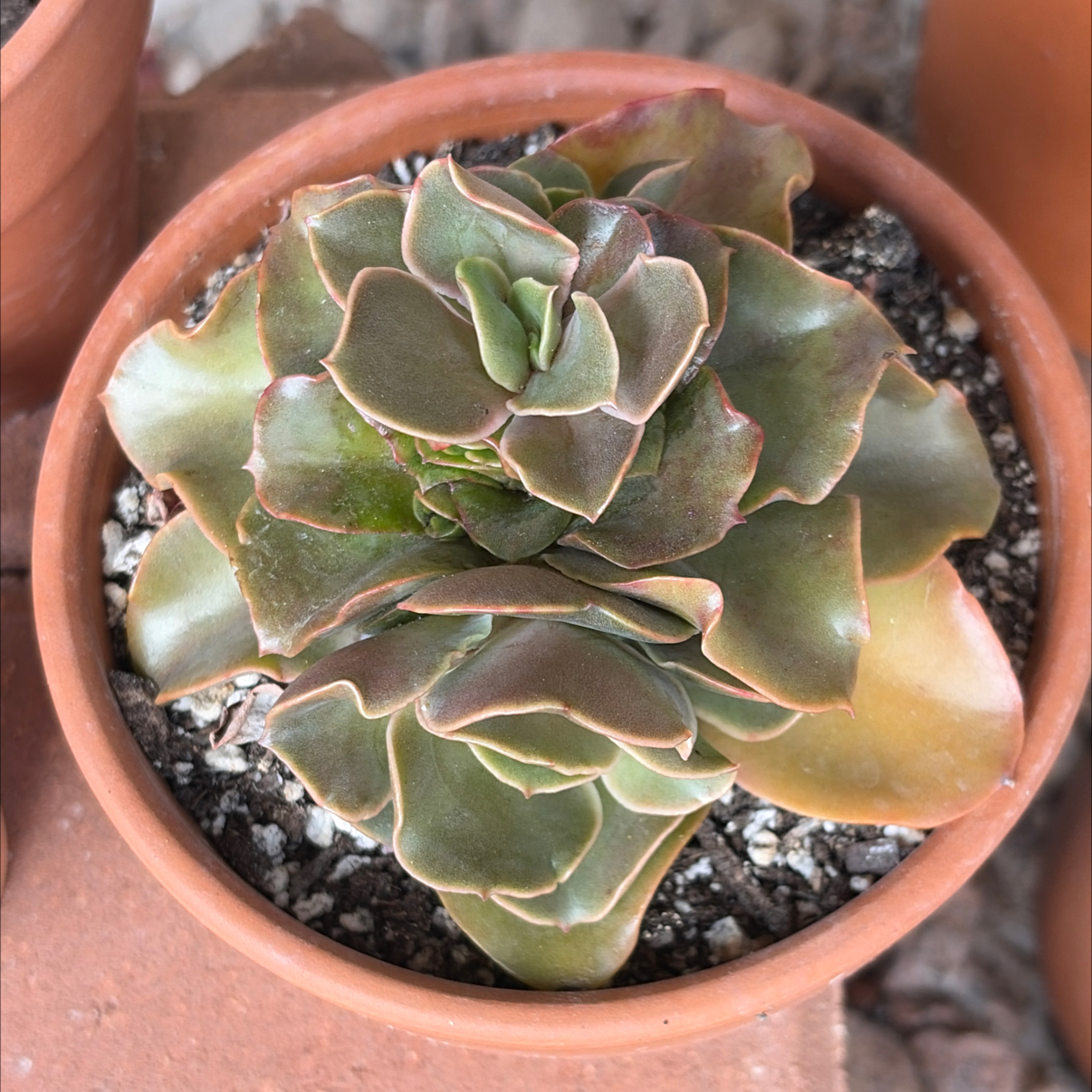 Photo of the plant species Echeveria 'Fireglow' by @SharpCatgrass31 named Starfire on Greg, the plant care app