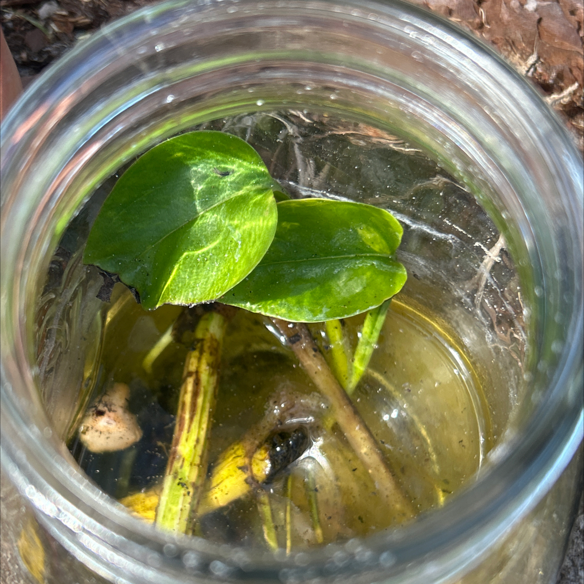 Photo of the plant species Giant Pothos by @SharpCatgrass31 named Goliath on Greg, the plant care app