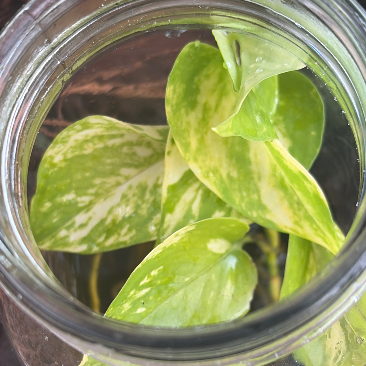 Photo of the plant species Giant Pothos by @SharpCatgrass31 named Goliath on Greg, the plant care app