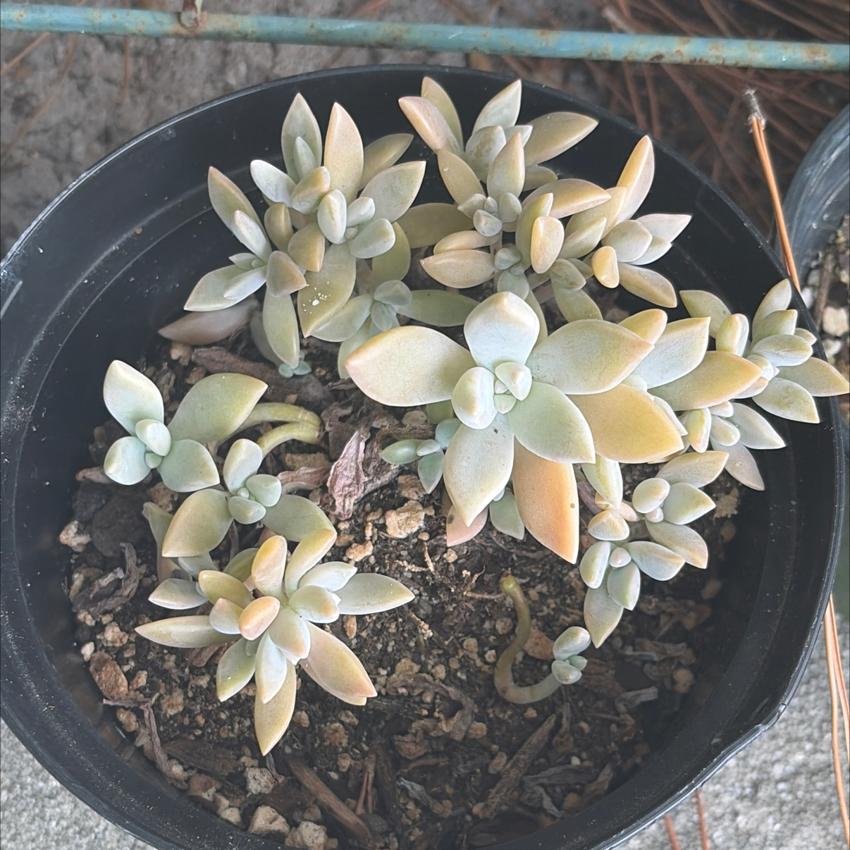 Photo of the plant species Peach by @SharpCatgrass31 named Lil’ Peach on Greg, the plant care app