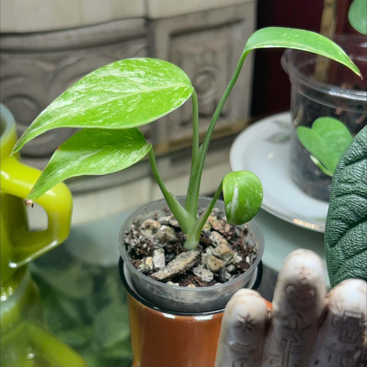 Photo of the plant species Monstera 'Albo Borsigiana' by @SharpCatgrass31 named Borsigiana on Greg, the plant care app