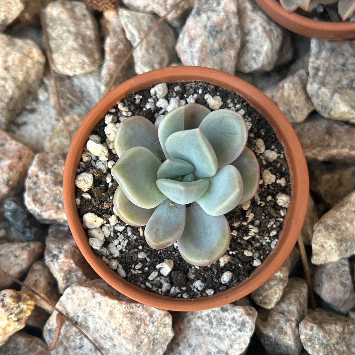 Photo of the plant species Graptoveria 'Debbie' by @SharpCatgrass31 named Deb on Greg, the plant care app