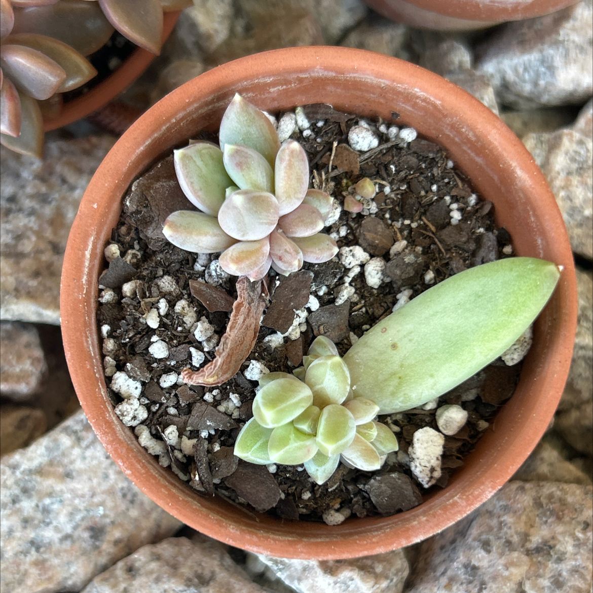 Photo of the plant species Pachyphytum fittkaui by @SharpCatgrass31 named Nemo on Greg, the plant care app