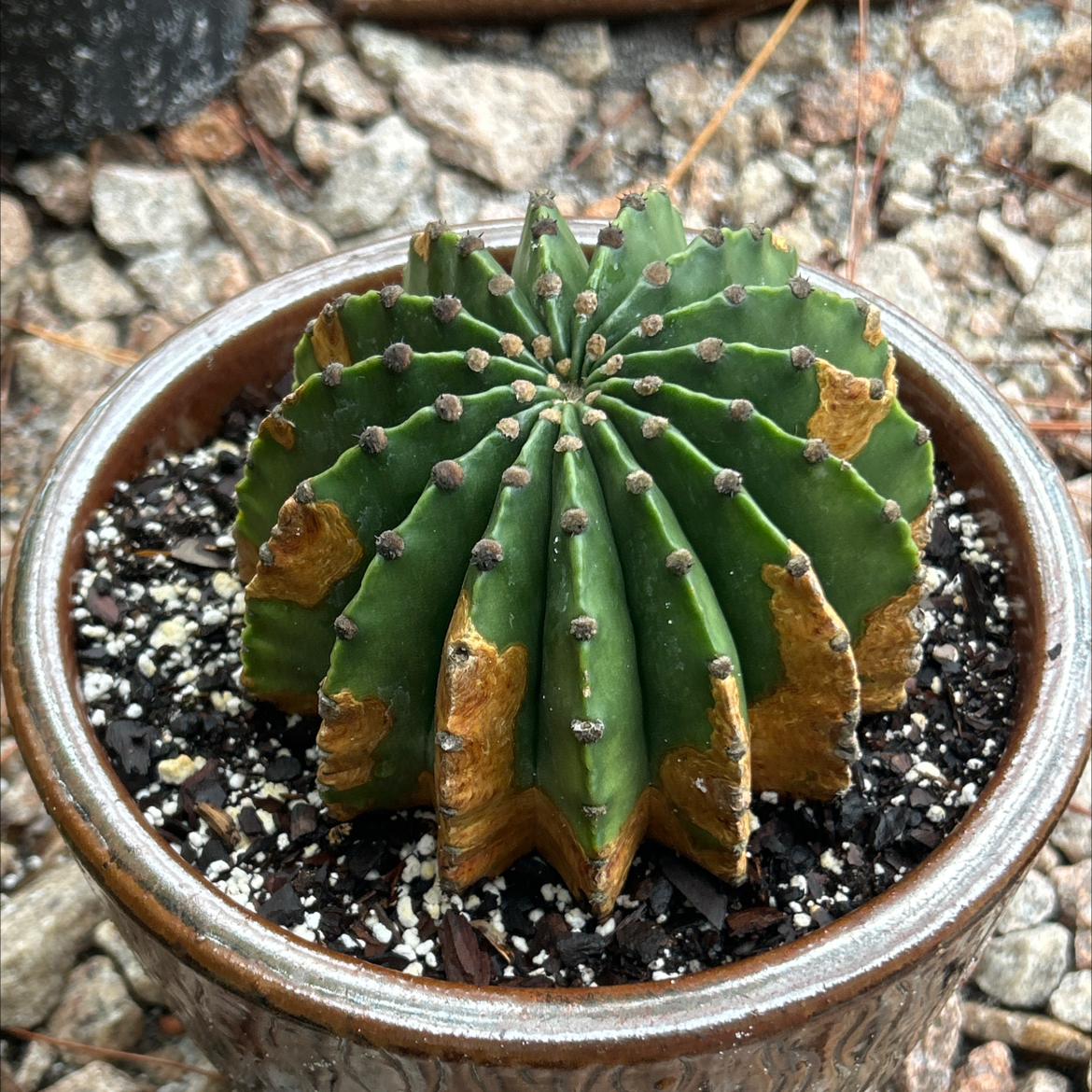 Photo of the plant species Easter Lily Cactus by @SharpCatgrass31 named Easter on Greg, the plant care app