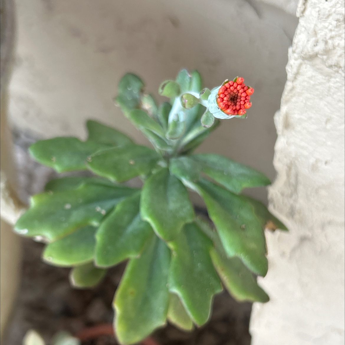 Photo of the plant species Spear Head Senecio by @SharpCatgrass31 named Sage on Greg, the plant care app