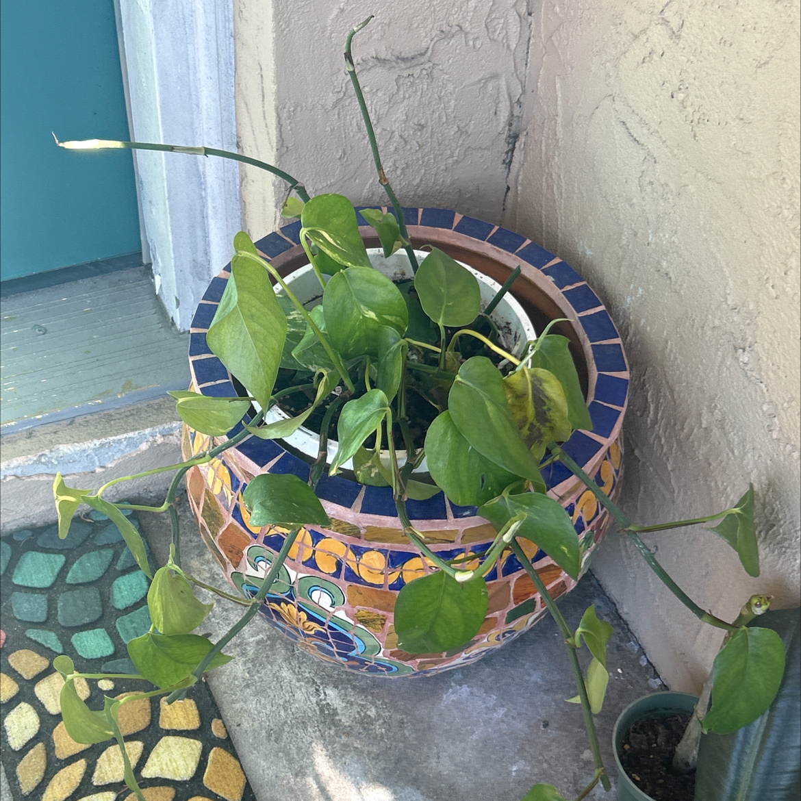 Photo of the plant species Epipremnum 'Sunburst' by @SharpCatgrass31 named Sunny on Greg, the plant care app