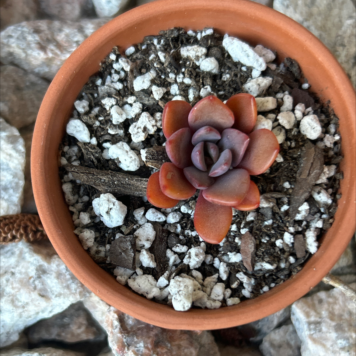 Photo of the plant species Echeveria Jessica by @SharpCatgrass31 named Jessie on Greg, the plant care app