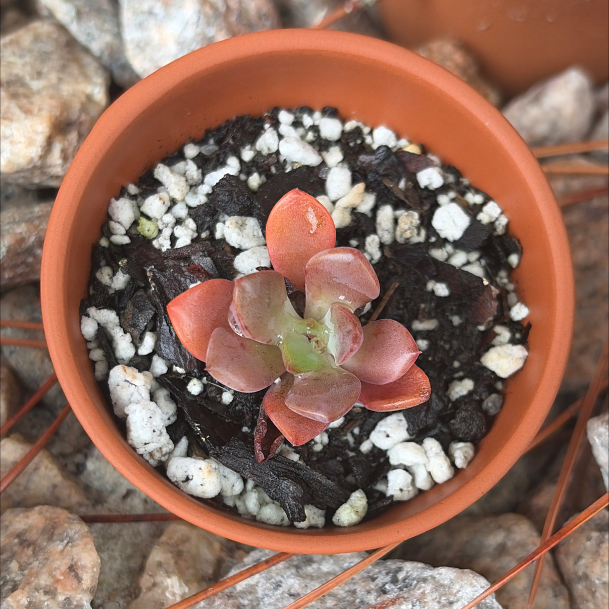 Photo of the plant species Echeveria Jessica by @SharpCatgrass31 named Jessie on Greg, the plant care app