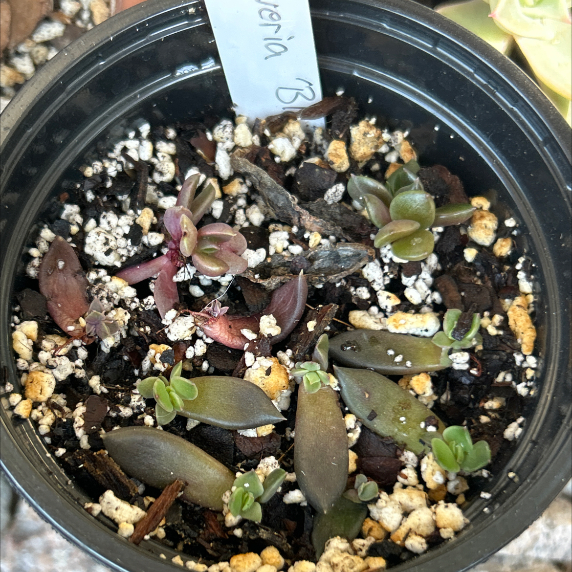 Photo of the plant species Black Prince by @SharpCatgrass31 named Purple Rain on Greg, the plant care app