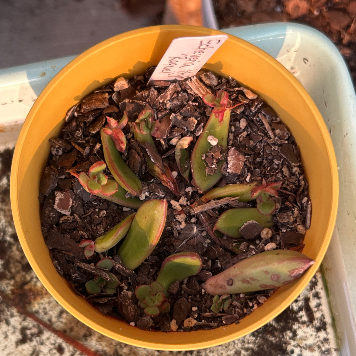 Photo of the plant species Echeveria Hybrid by @SharpCatgrass31 named Raq Babies on Greg, the plant care app