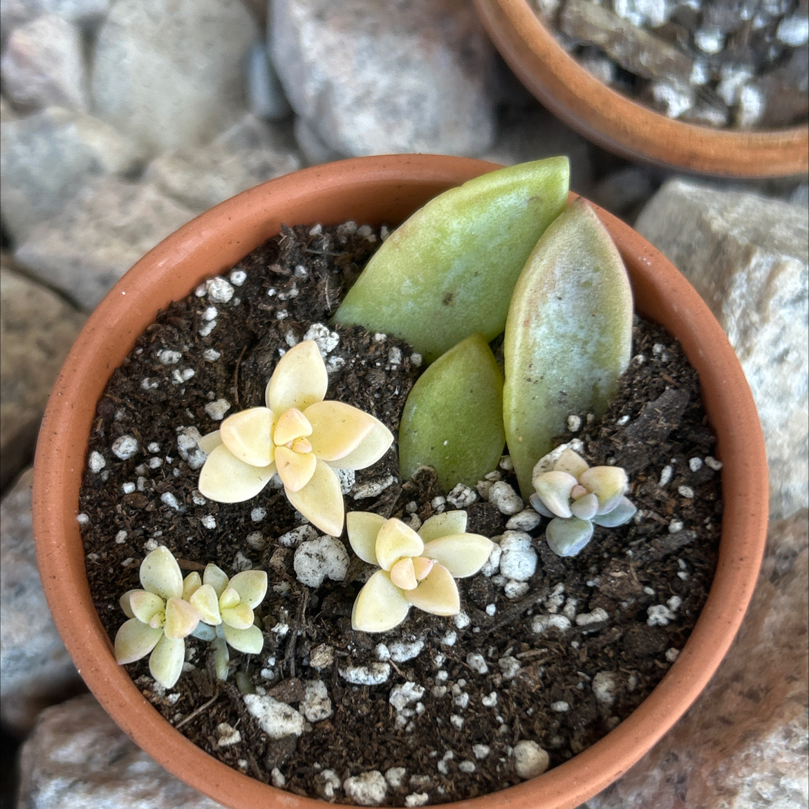 Photo of the plant species Graptoveria 'Titubans Variegata' by @SharpCatgrass31 named Titu V (II) on Greg, the plant care app