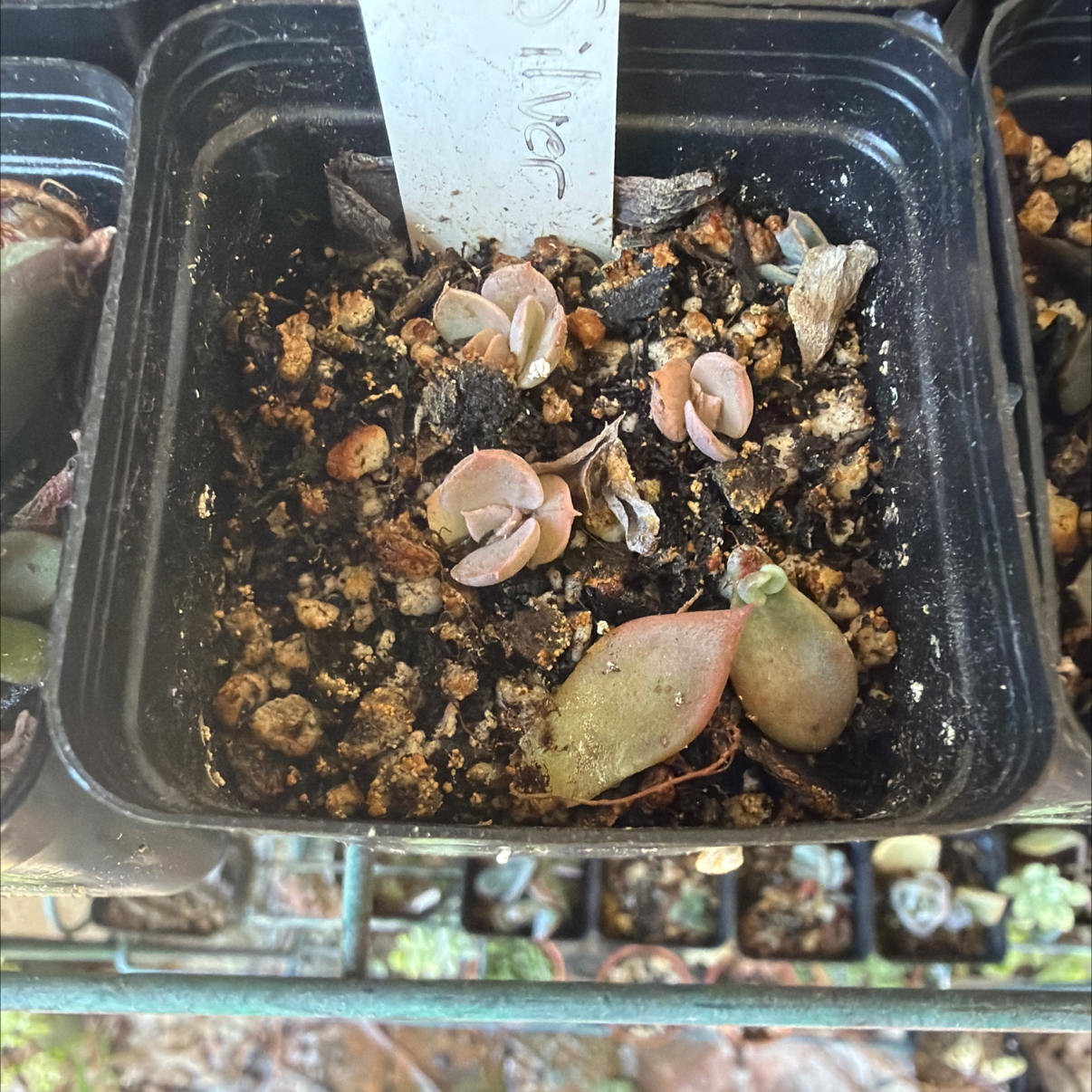 Photo of the plant species Echeveria 'Silver Queen' by @SharpCatgrass31 named Queen Babes on Greg, the plant care app