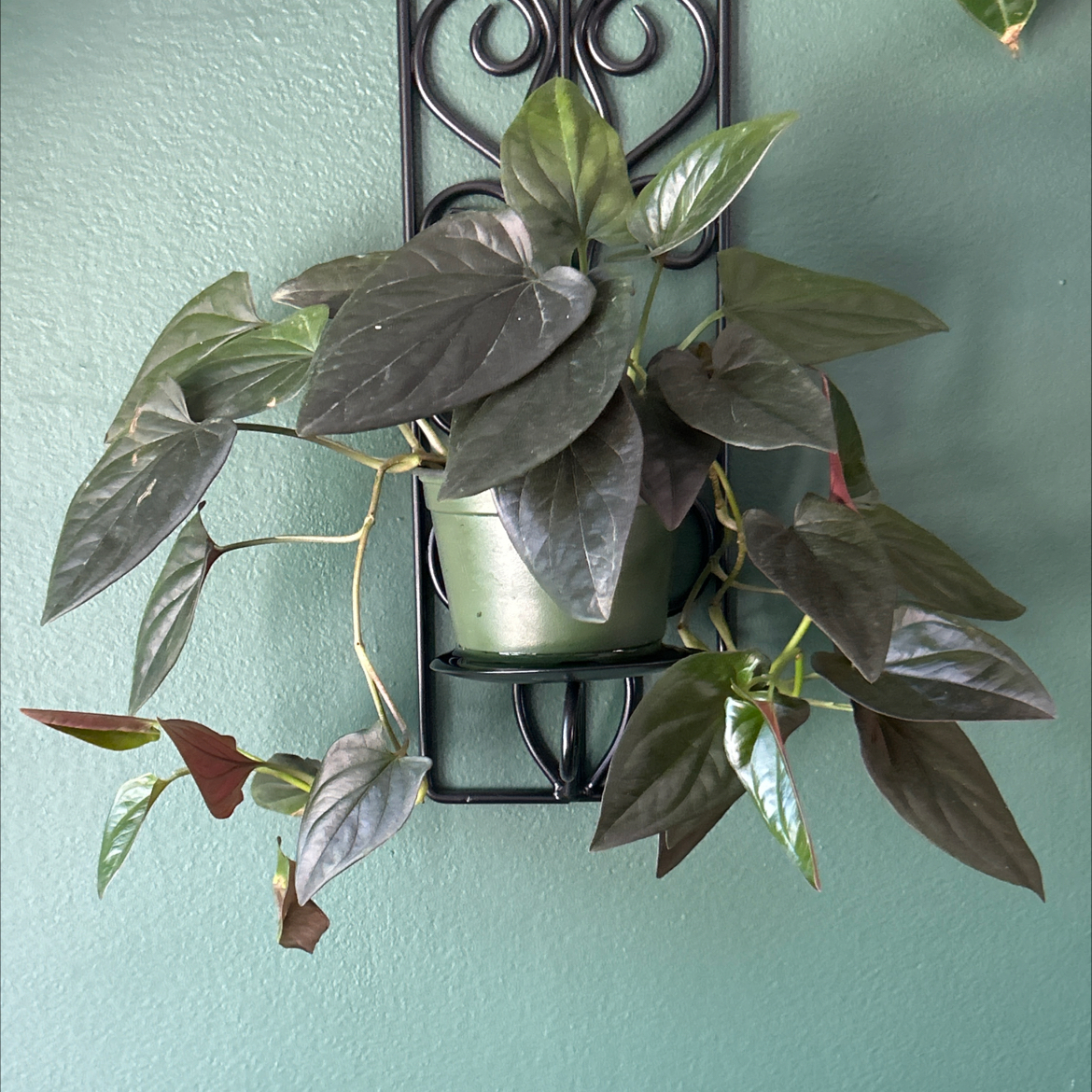 Photo of the plant species Syngonium Erythrophyllum by @SharpCatgrass31 named Mary Shelly on Greg, the plant care app