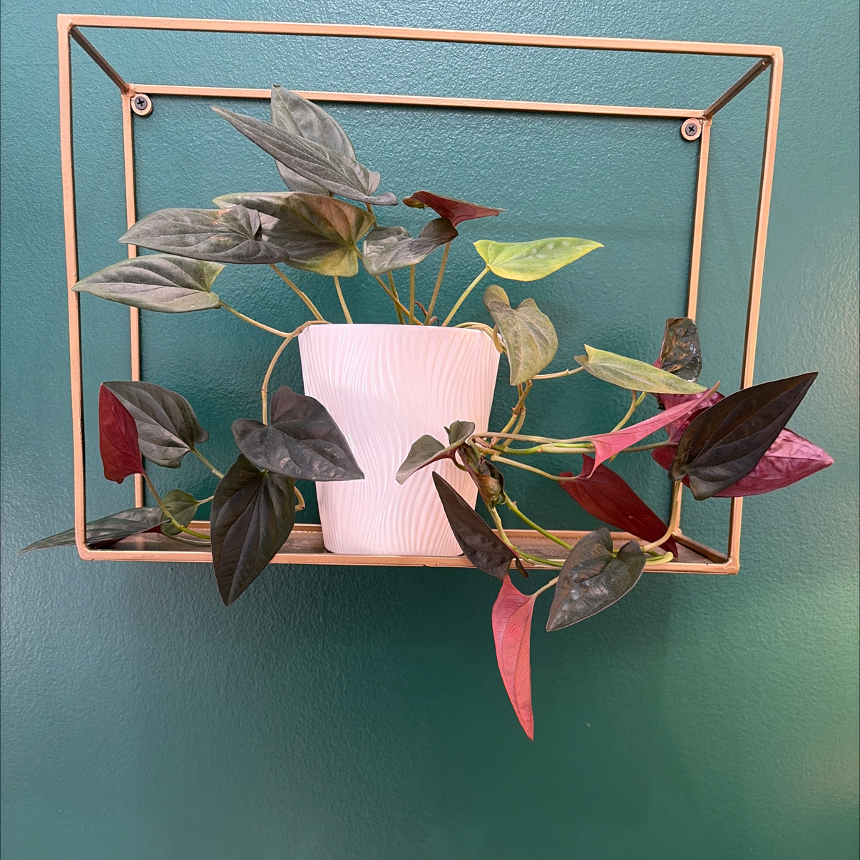 Photo of the plant species Syngonium Erythrophyllum by @SharpCatgrass31 named Mary Shelly on Greg, the plant care app