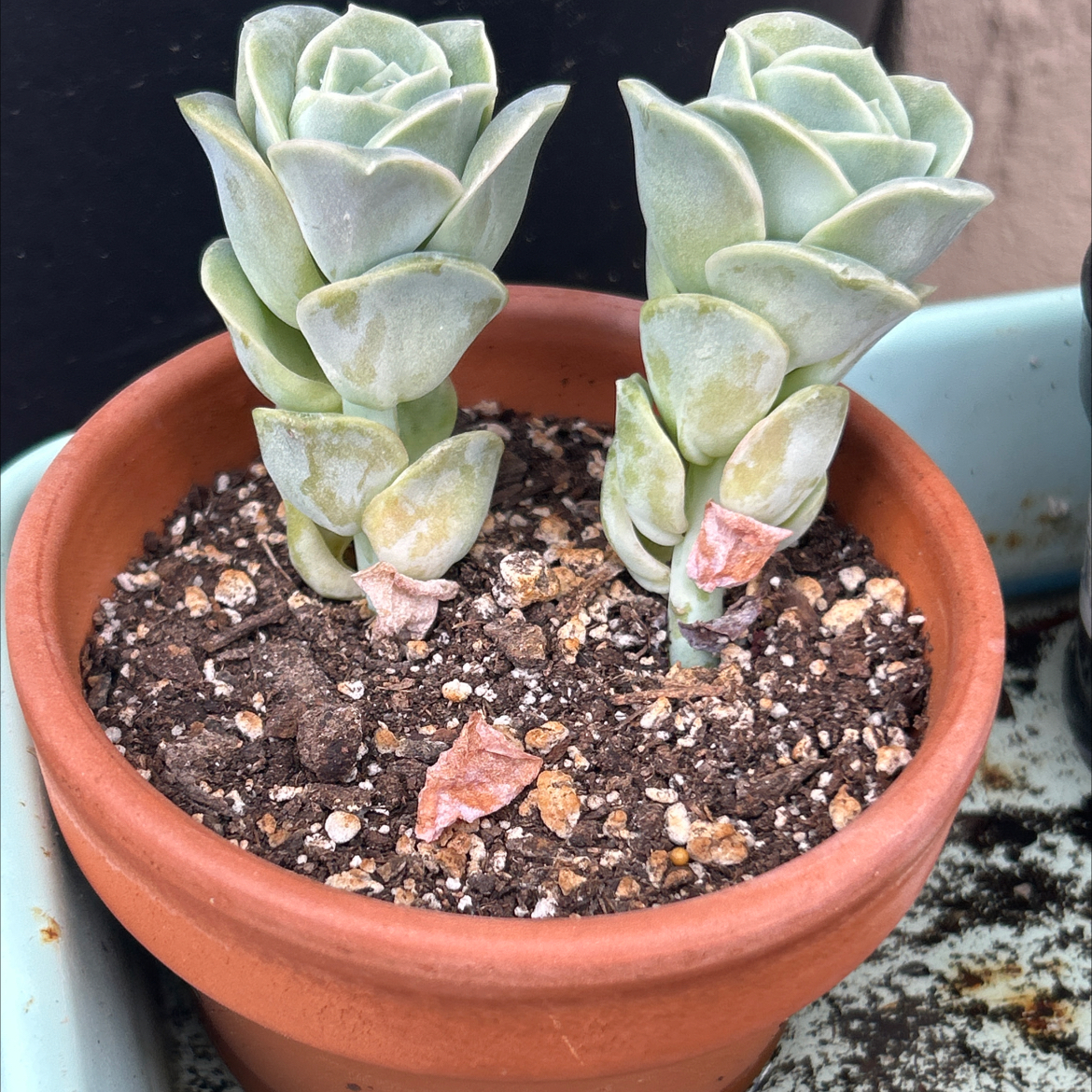 Photo of the plant species Graptoveria 'Lovely Rose' by @SharpCatgrass31 named Lovey on Greg, the plant care app